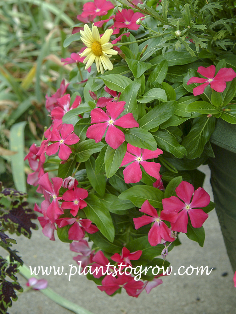 Vinca Mediterranean Deep Rose
With  Ageratum and the yellow Marguerite Daisy.